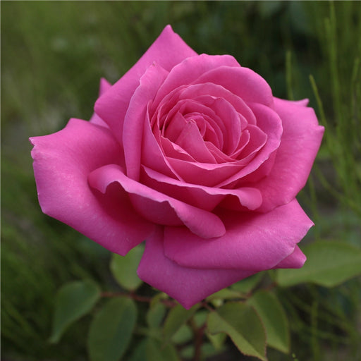 Pink Favourite Rose - Hybrid Tea (PRE ORDER DECEMBER '25) -