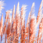 Cortaderia selloana Pink Pampas Grass 9cm/1L/2L/4L -