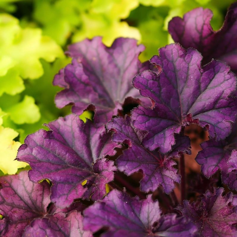 Heuchera 'Plum Pudding' 9cm/2L -