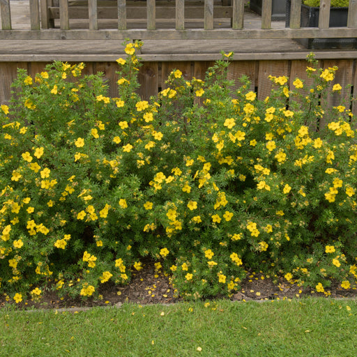 Potentilla - Medicine Wheel Mountain - Yellow 2L (30-40cm) -