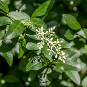 Ligustrum ovalifolium 5L (Privet Hedging) -