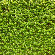 Ligustrum ovalifolium 5L (Privet Hedging) -