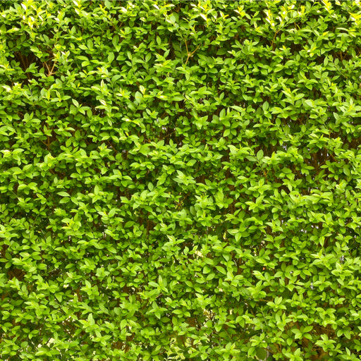 Ligustrum ovalifolium 5L (Privet Hedging) -