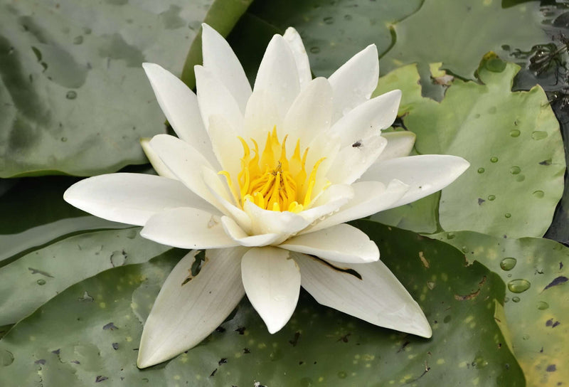 Alba water lily - pond plants - VLW01