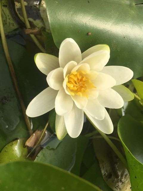 Albatross water lily - pond plants - MW01