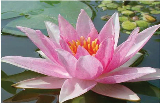 Amabilis water lily - pond plants - VLW02