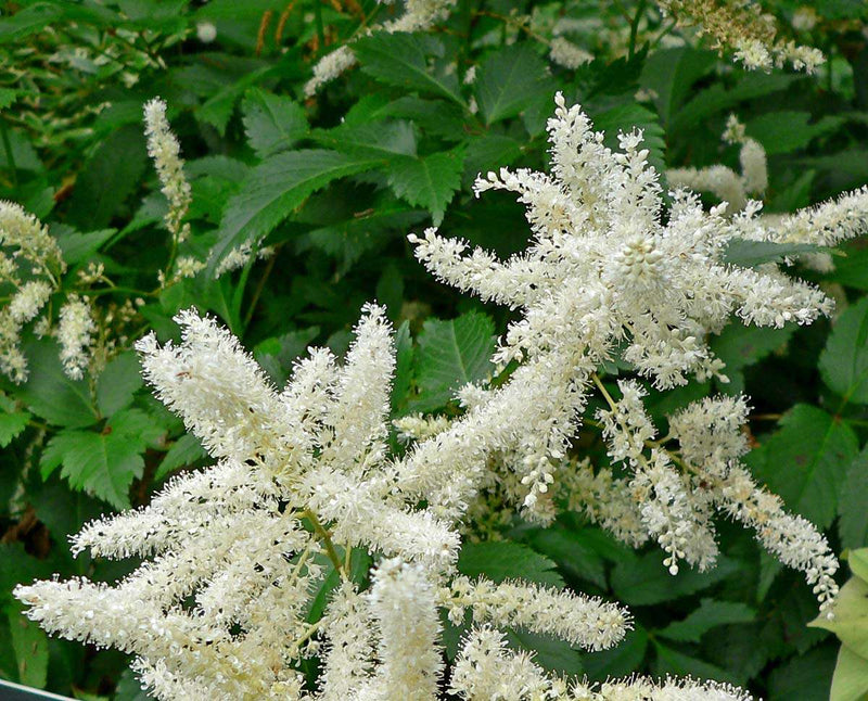 Astilbe 'Avalanche' - Marginal Pond Plants - BP012