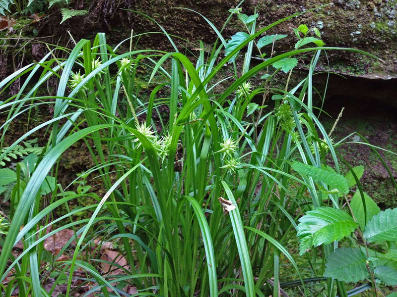 Carex grayi (Mace sedge) - Marginal Pond Plants - MP022