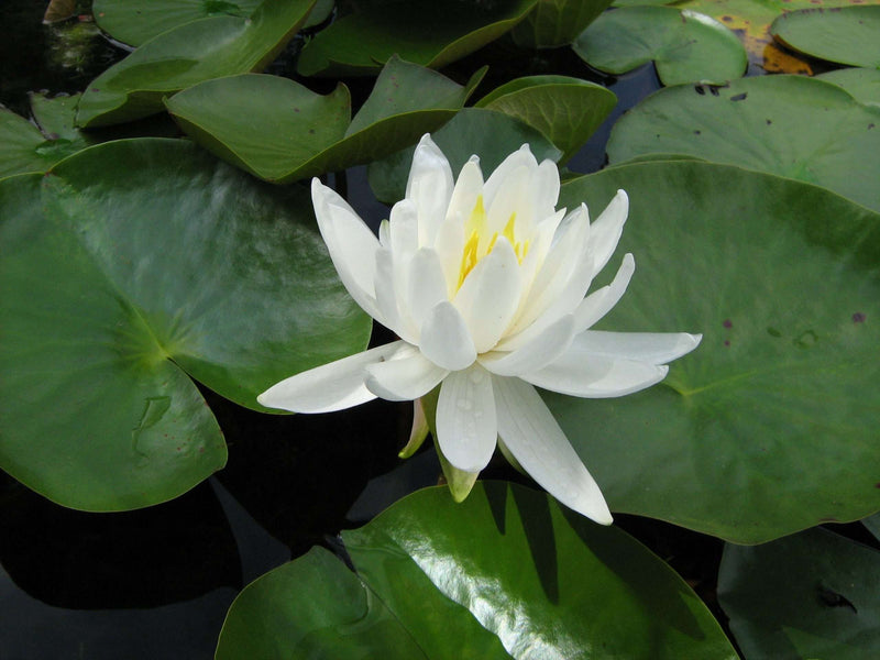 Caroliniana Nivea water lily - pond plants - MW05
