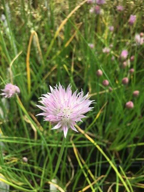 Allium schoenoprasum (Chives) - Marginal Pond Plants - BP005