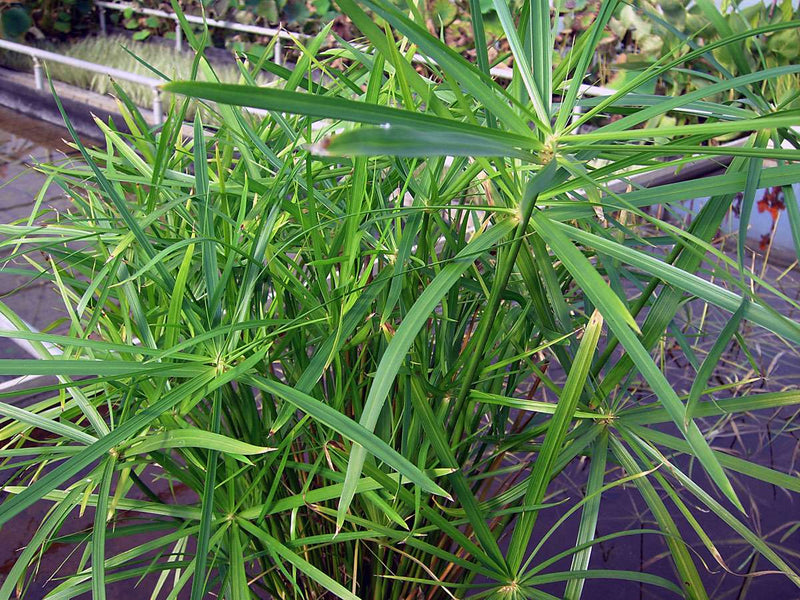 Cyperus alternifolius Gracillis - MP030 Packs