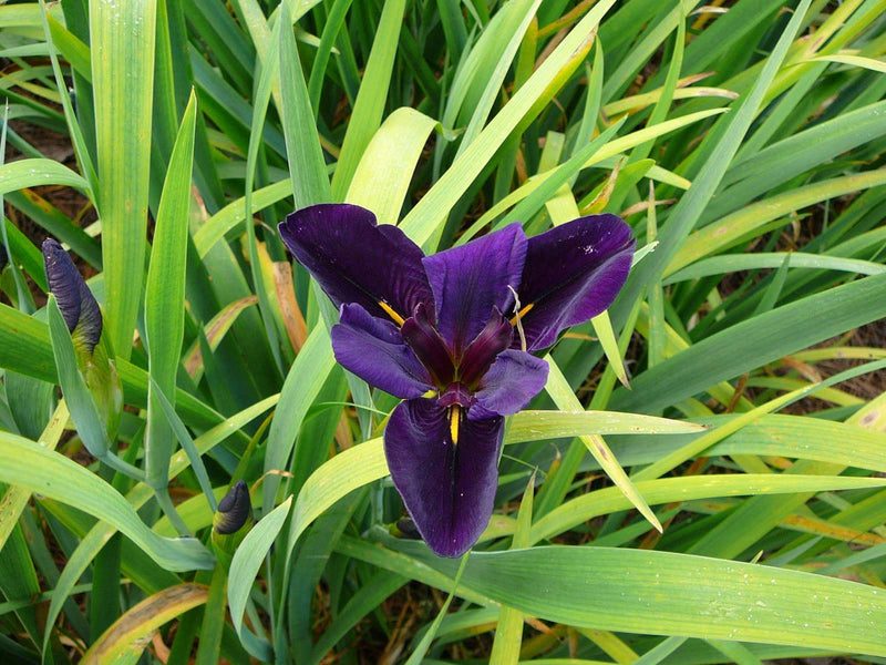 Iris louisiana ‘Black Gamecock’ - Marginal Pond Plants - MP052