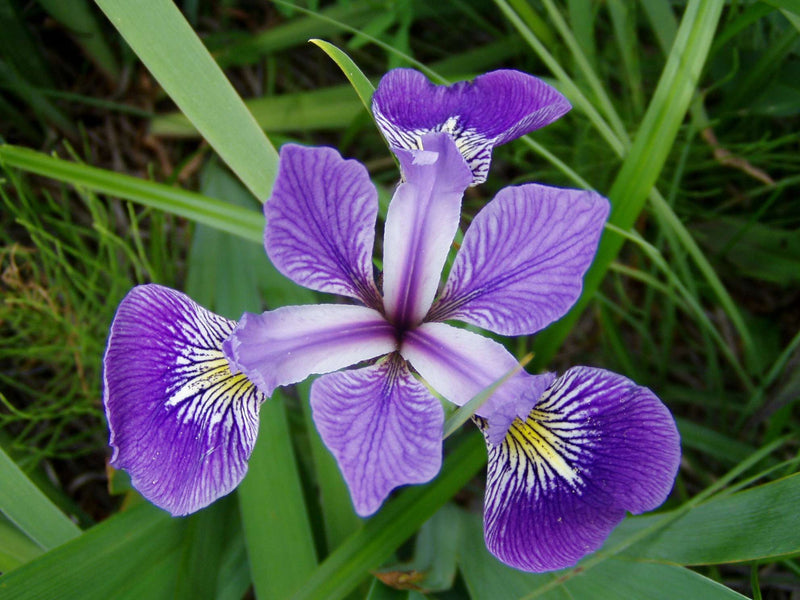 Iris versicolor (Blue flag or Poison flag) - Marginal Pond Plants - MP060