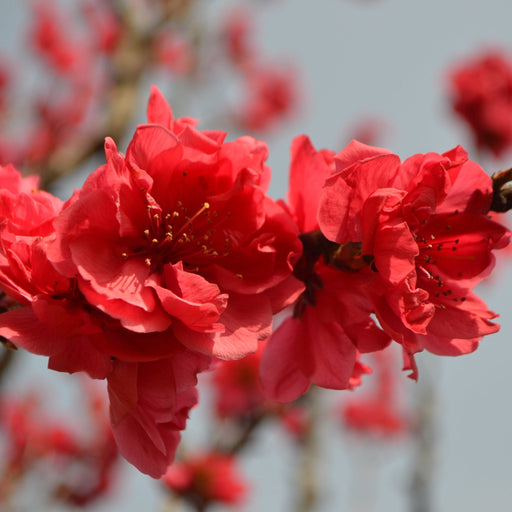 Prunus Persica (Peach) 'Red Peachy' Dwarf Blossom Tree 80-90cm -