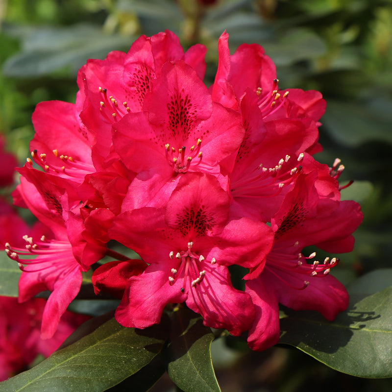 Standard Rhododendron Red (80cm) -