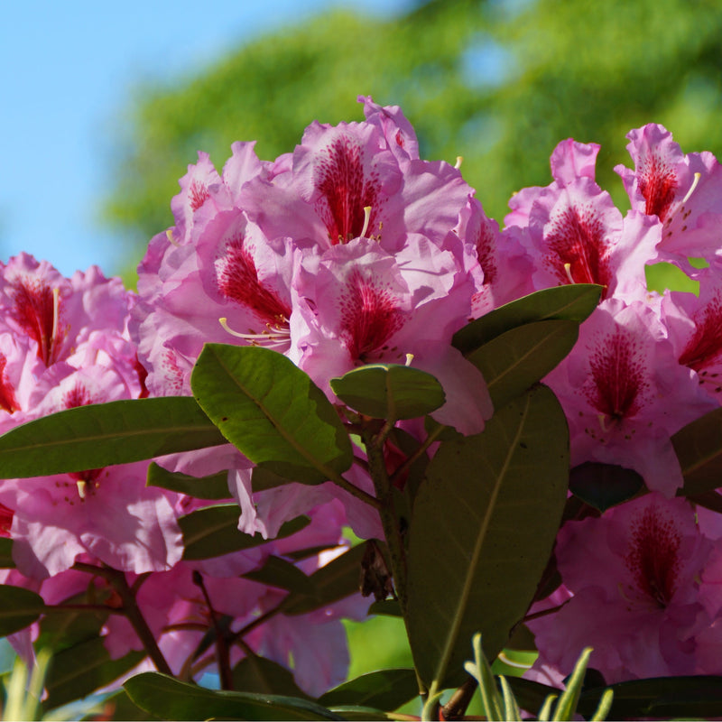 Rhododendron 'Bergensiana' 5L -