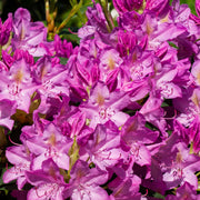 Rhododendron ponticum ‘Variegata’ 5L -