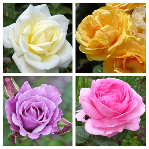 1 x Potted Rose (Our Selection) (PRE ORDER DECEMBER '25) -