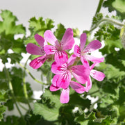 Scented Pelargonium (Scented Geranium) 'Rose' -