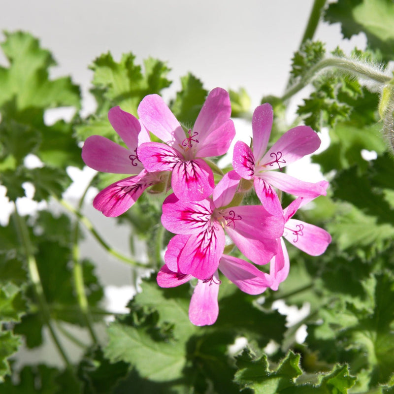 Scented Pelargonium (Scented Geranium) 'Rose' -