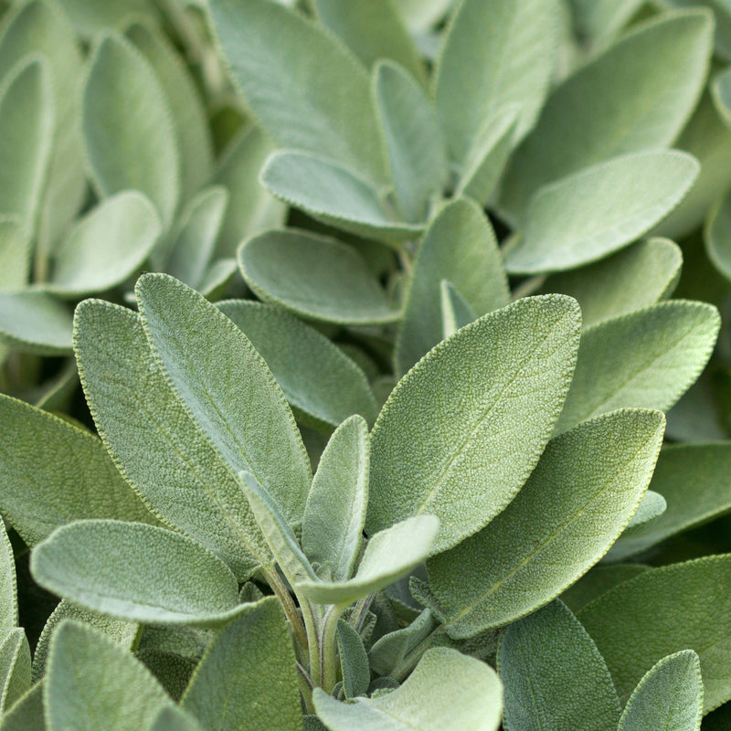 Sage Broad Leaved (Herb) 9cm -