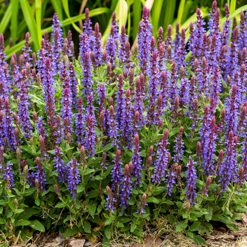Salvia x superba New Dimensions Blue 9cm -
