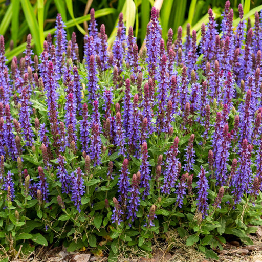 Salvia x superba New Dimensions Blue 9cm -