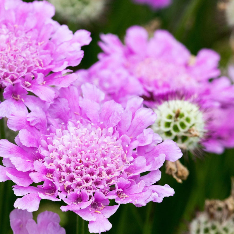 4 x Pink Flowering Perennials – 9cm Pots -