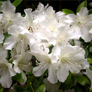 Azalea 'Schneewittchen' 2L -