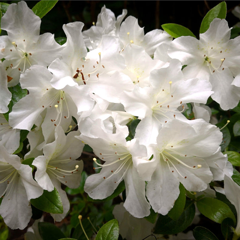 Azalea 'Schneewittchen' 2L -
