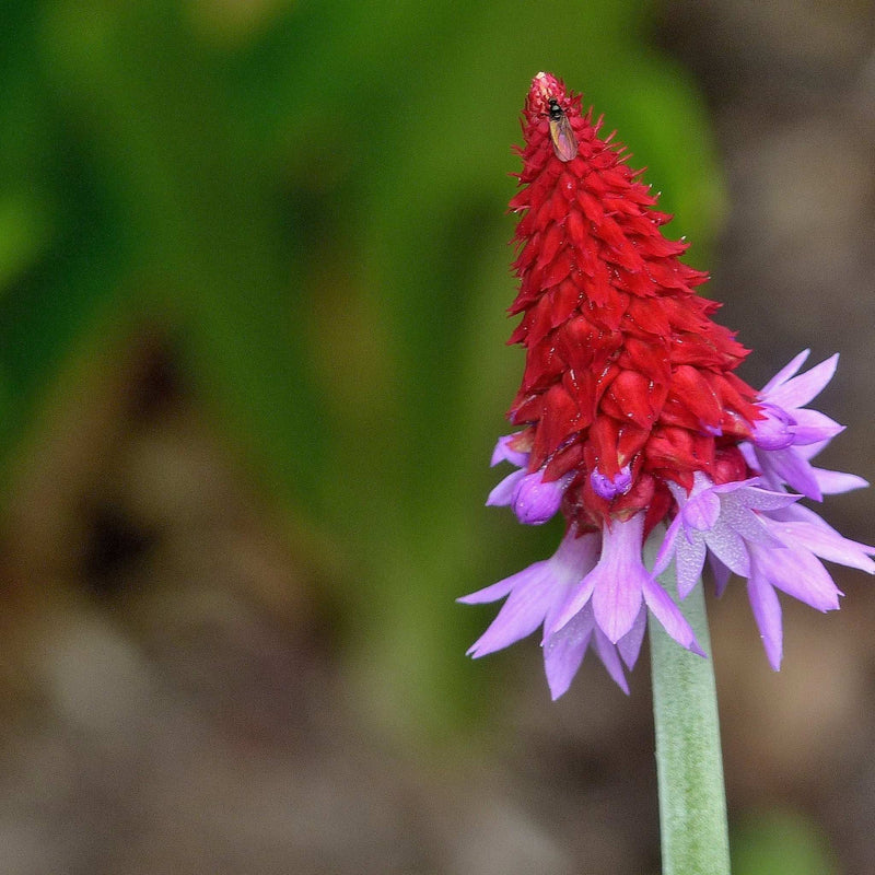 Primula vialii 9cm / 3L -