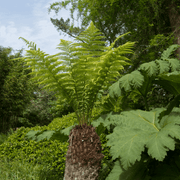 Tree Fern |  Dicksonia antarctica 2L