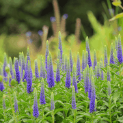 Veronica 'Ulster Dwarf Blue' 2L -