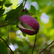 Akebia Quinata | Chocolate Vine | 60cm -