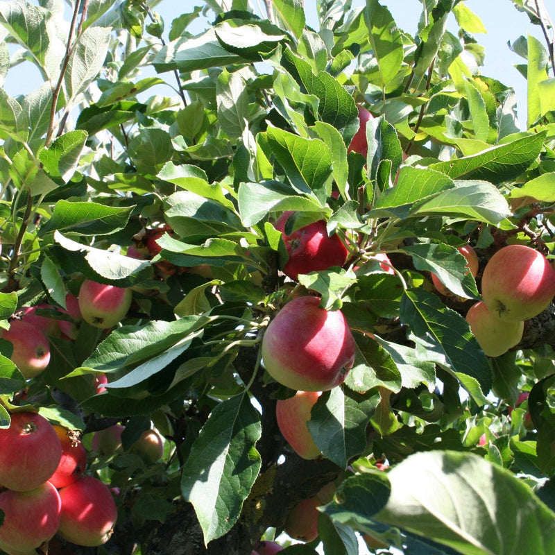 Dwarf/Patio Apple Tree 'James Grieve' -