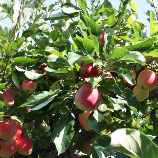 Dwarf/Patio Apple Tree 'James Grieve' -