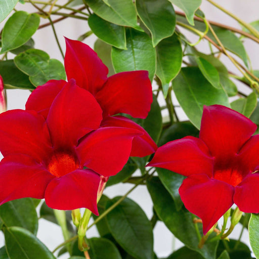 Mandevilla sanderi - Red - On frame -