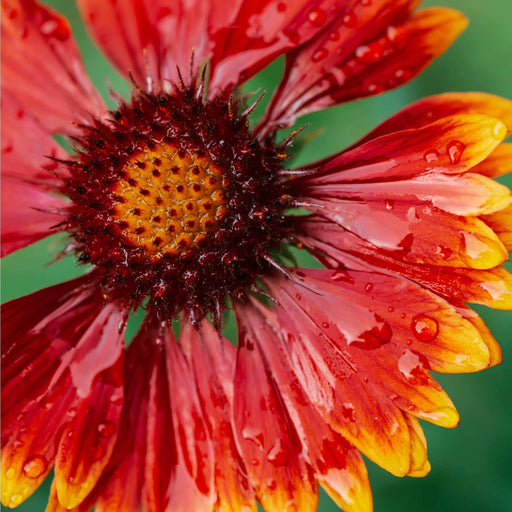 Gaillardia - Spintop Orange Halo Improved 2L