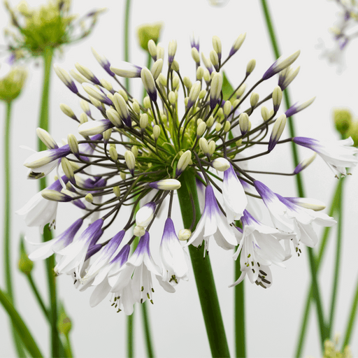 Agapanthus 'Fireworks' 2L