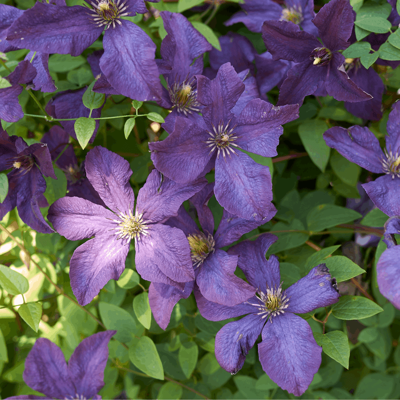 Clematis 'Sunny Sky' 90-95cm -