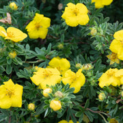 Potentilla fruticosa 'Katherine Dykes' 1L -