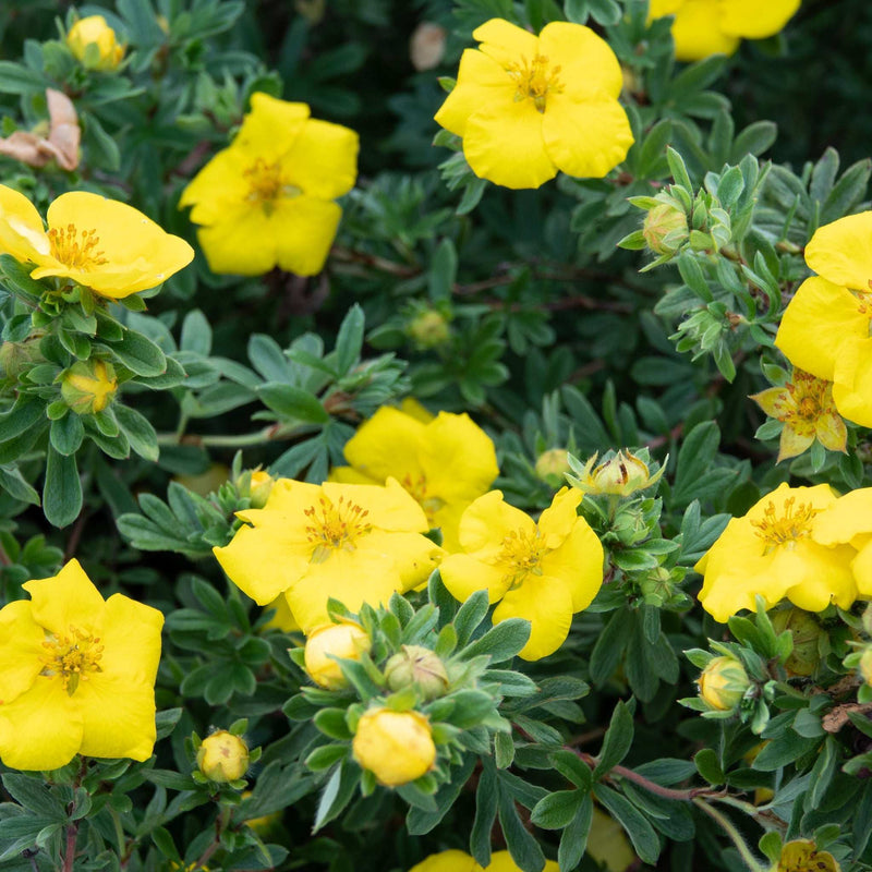 Potentilla fruticosa 'Katherine Dykes' 1L -