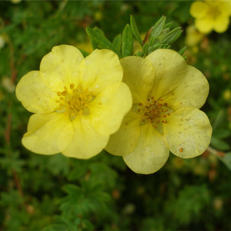 Potentilla fruticosa 'Katherine Dykes' 1L -