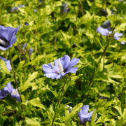 Hibiscus Syriacus 'Marina' 1.5L