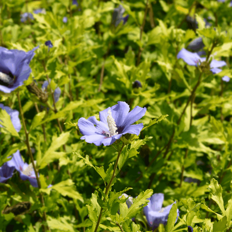 Hibiscus Syriacus 'Marina' 1.5L