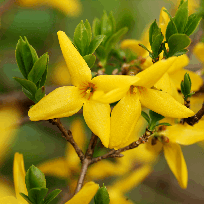 Forsythia x intermedia 'Weekend' 1L -