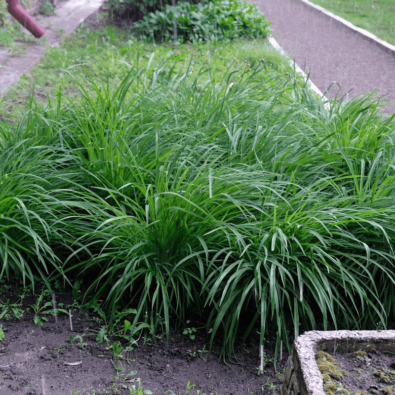 Carex oshimensis 'Intense Green' 2L -