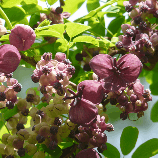 Akebia Quinata | Chocolate Vine | 60cm -