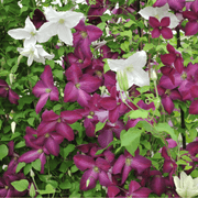 Clematis 'jackmanii purpurea' 60cm -