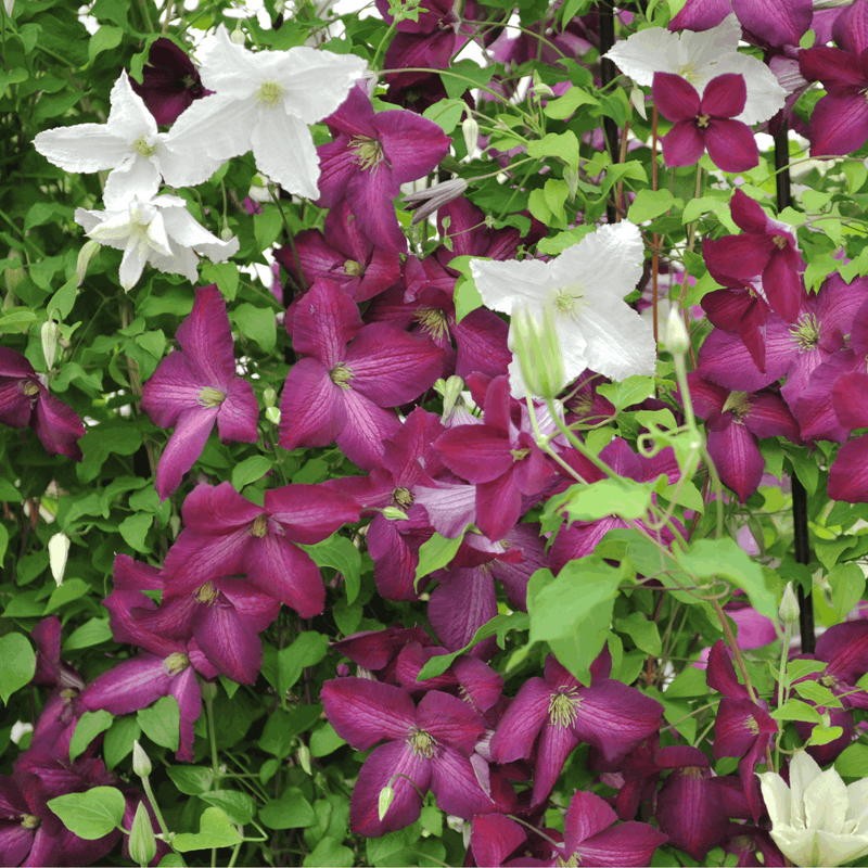 Clematis 'jackmanii purpurea' 60cm -